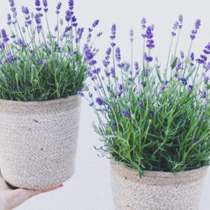 Planta lavanda natural 1